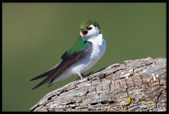 Violet-green Swallow