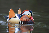 Mandarin Duck