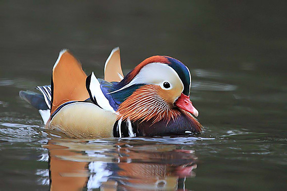 Mandarin Duck