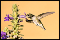 Anna's Hummingbird
