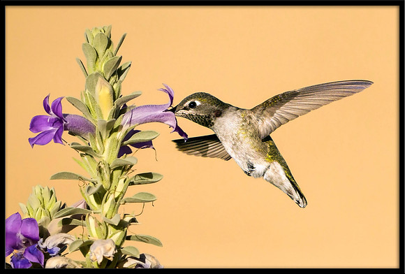 Anna's Hummingbird