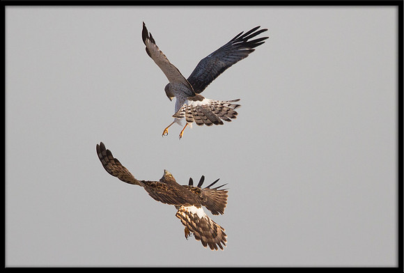 Northern Harrier couple