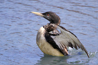 Yellow-billed Loons