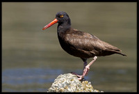 Oystercatcher