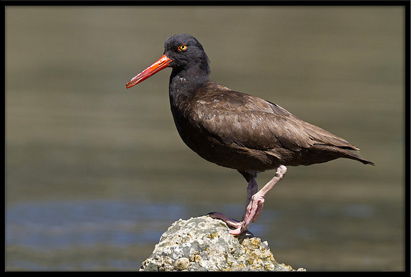 Oystercatcher
