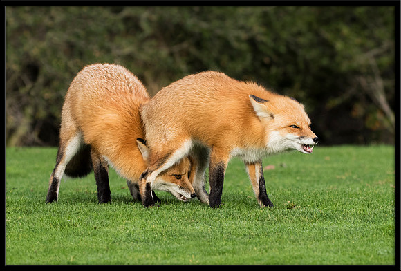 Red Foxes