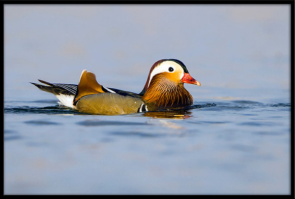 Mandarin Duck