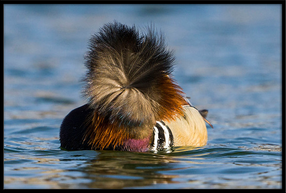 Mandarin Duck
