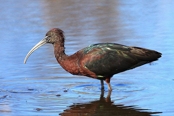 Glossy Ibis
