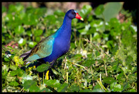 Purple Gallinule