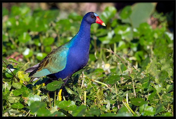 Purple Gallinule