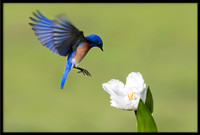 Western Bluebird