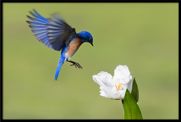 Western Bluebird