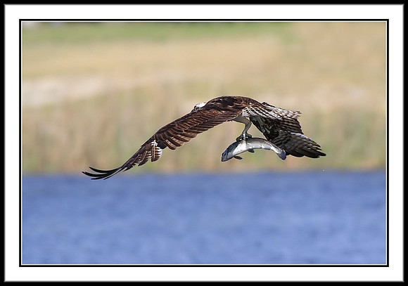 Osprey