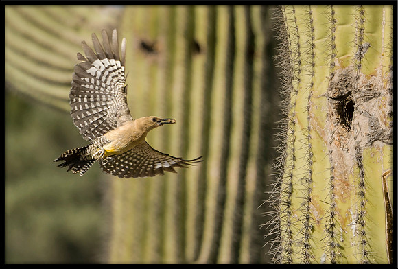 Gila Woodpecker bringing food to nest