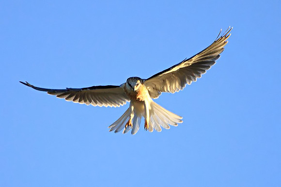 White-tailed Kite - juvenile