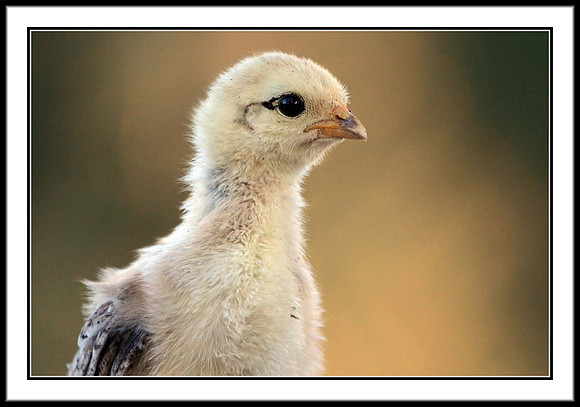 Chick
