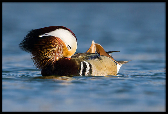 Mandarin Duck