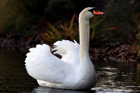 Mute Swan