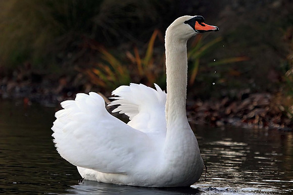 Mute Swan