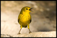Yellow Warbler