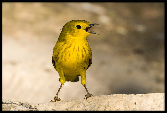 Yellow Warbler