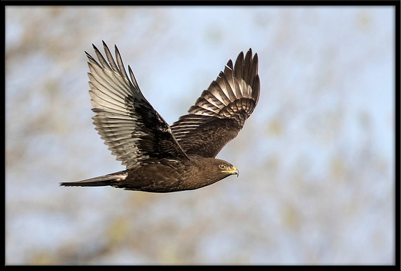 Dark-morph Ferruginous Hawk