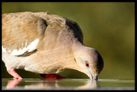 Mourning Dove