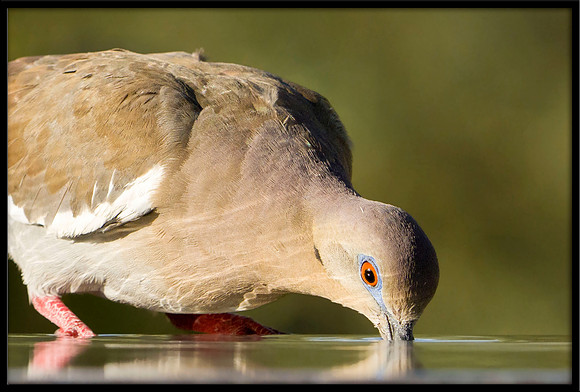 Mourning Dove