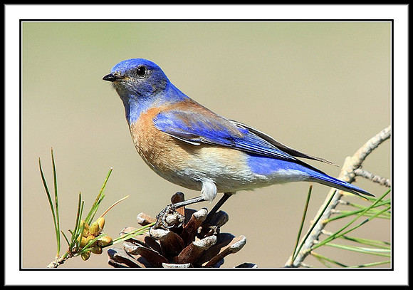 Western Bluebird