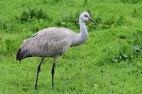 Sandhill Crane