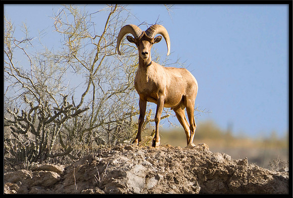 Desert Bighorn