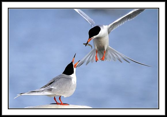 Tern food exchange mating ritual