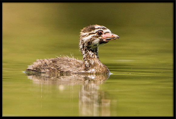 Pied-billed Grebe chick