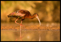White-faced Ibis