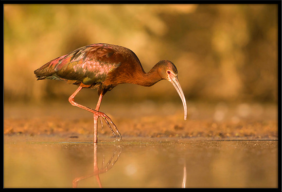 White-faced Ibis