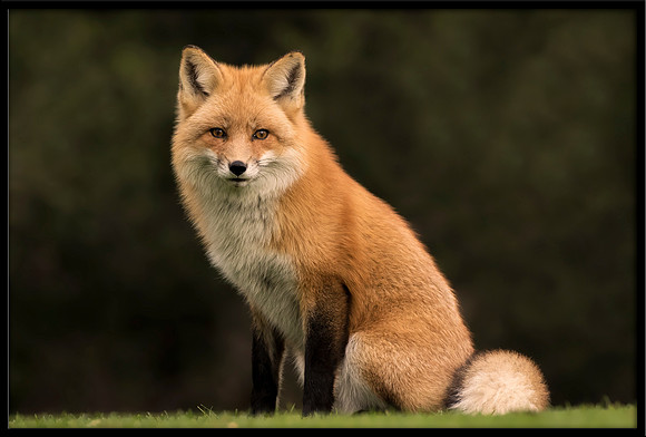 Red Foxes