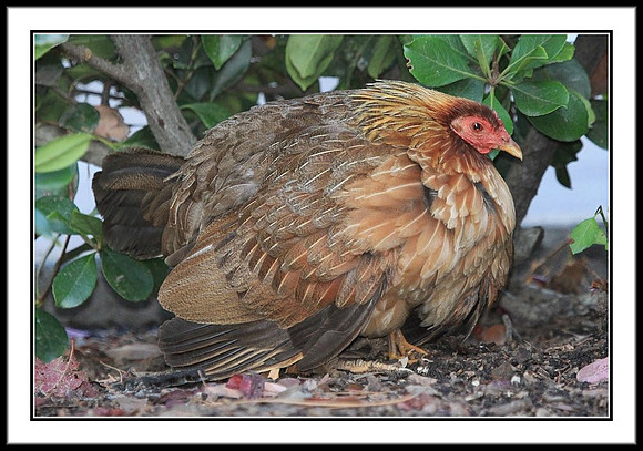 Mom and Chicks