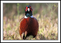 Ring-necked Pheasant