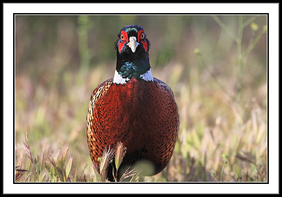 Ring-necked Pheasant