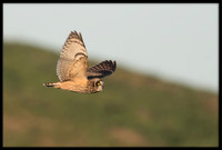 Short-eared Owl