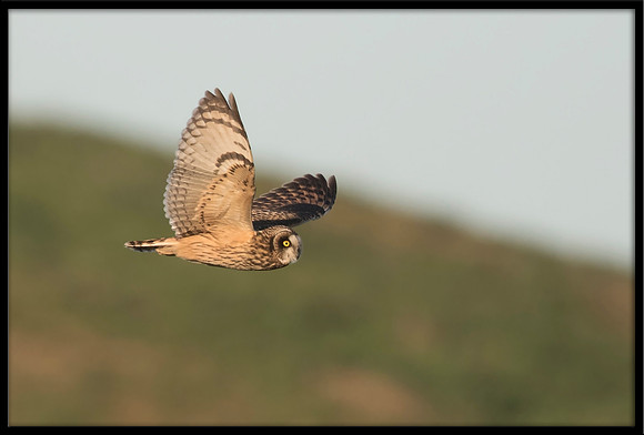 Short-eared Owl