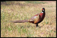 Ring-necked Pheasant