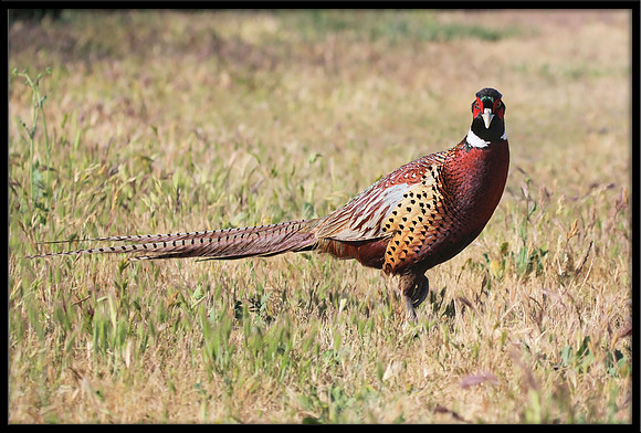 Ring-necked Pheasant