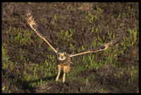 Short-eared Owl