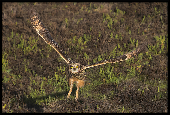 Short-eared Owl