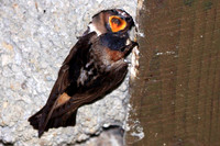 Cliff Swallow