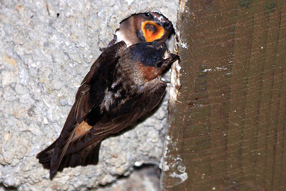 Cliff Swallow