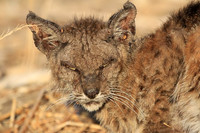 Bobcat