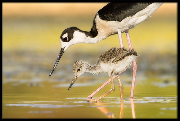 Black-necked Stilt chick